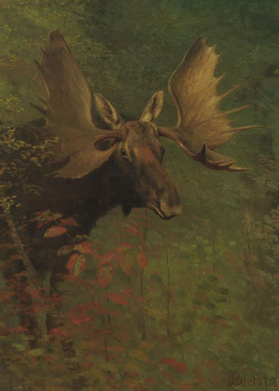Albert Bierstadt Study of a moose Default Title