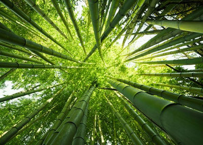 Bambus stabla odozdo Default Title