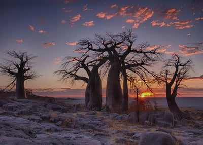 Bocvana drvo Baobab na ostrvu LeKubu Default Title