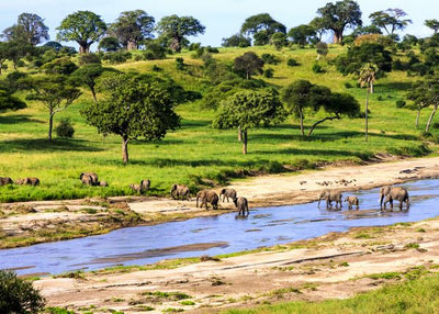 Tanzanija nacionalni park u Serengeti Default Title