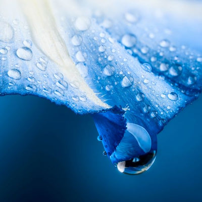 Kapljice vode i plava latica Default Title
