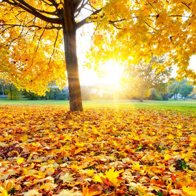 Jesen i jesenje zlatne boje Default Title