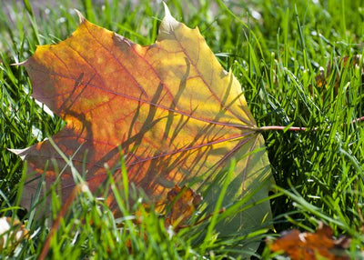 Jesen i list na travi Default Title