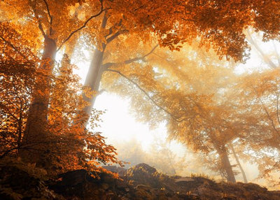 Jesen i narandzasto drvo Default Title