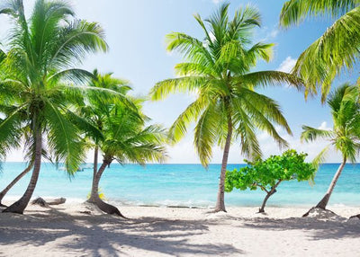 Plaze i zelene palme visoke Default Title