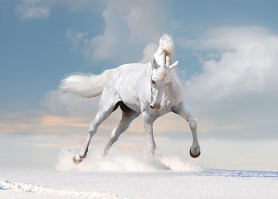 Konj gleda u sneg Default Title