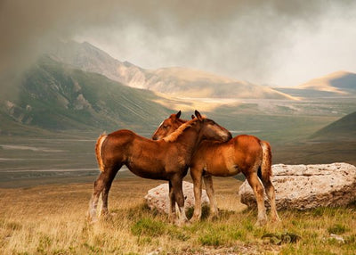 Konj u ljubavi sa drugim konjem Default Title