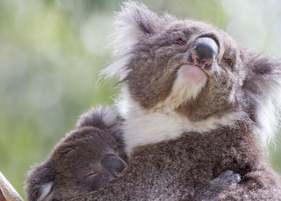 Koala spreda Default Title