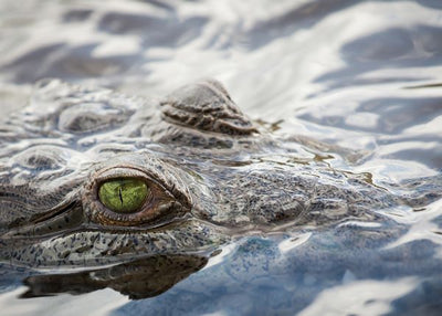 Krokodil oci zelene Default Title