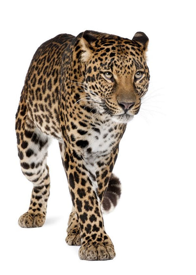 Leopard hoda necujno Default Title