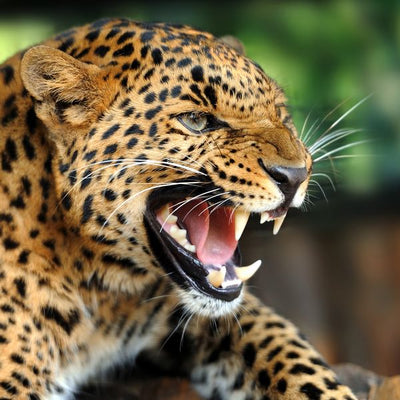 Leopard i urlik Default Title