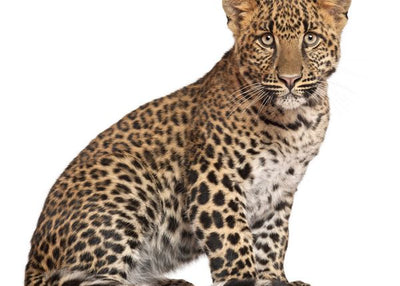 Leopard lepi i veliki Default Title