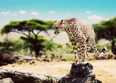 Leopard oborenom stablu Default Title