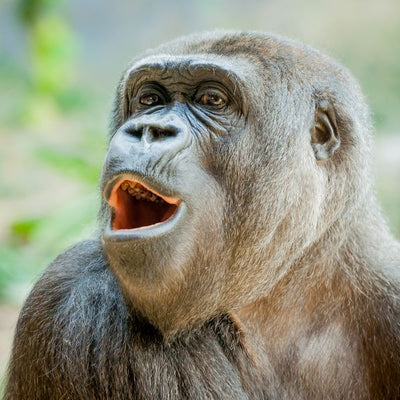 Majmun Gorila se smeje Default Title