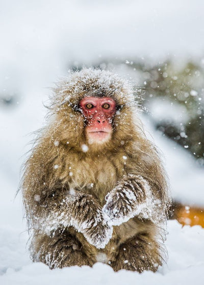 Majmun kulira na snegu Default Title
