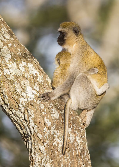 Majmun posmatra sa drveta Default Title