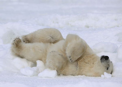 Medved spava u snegu Default Title