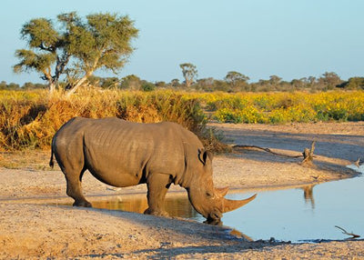 Nosorog u Savani pije vodu Default Title