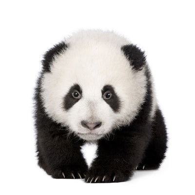 Panda bela pozadina Default Title