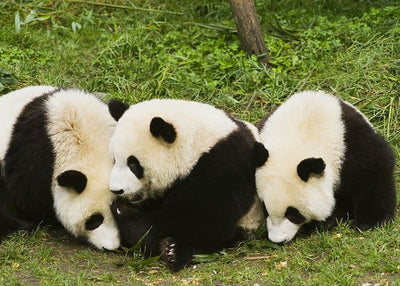 Panda tri drugara Default Title