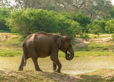 Slon pored reke pije vodu Default Title
