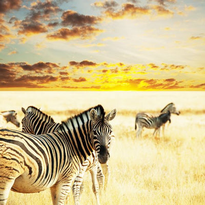 Zebra i sunce i oblaci Default Title