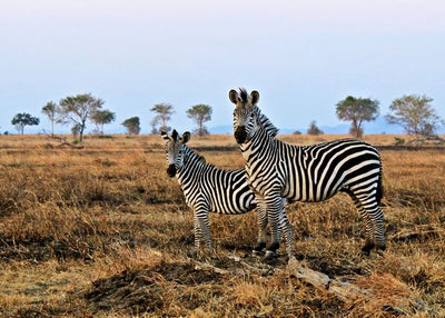 Zebra majka i cerka Default Title
