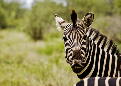 Zebra selfi Default Title