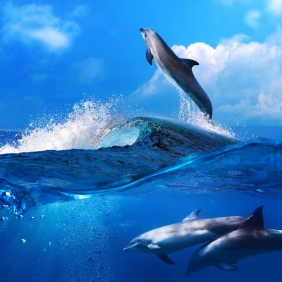 Delfin dva ispod vode jedan iznad Default Title