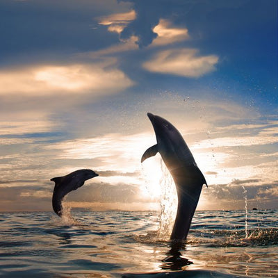 Delfini skok iz vode Default Title