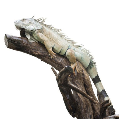 Iguana na drvetu bela pozadina Default Title