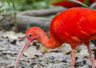Crveni ibis kljuca Default Title