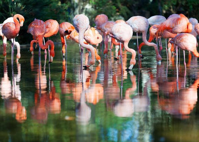 Flamingo pije vodu Default Title