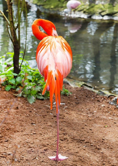 Flamingo pored vode na jednoj nozi Default Title