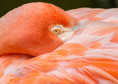 Flamingo razmislja Default Title