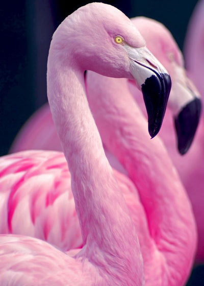 Flamingo roze Default Title