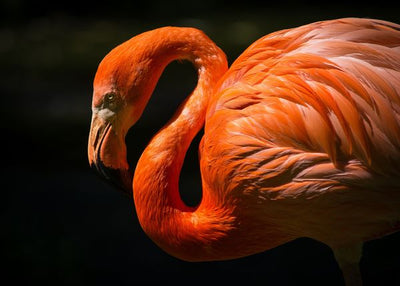 Flamingo se sunca Default Title