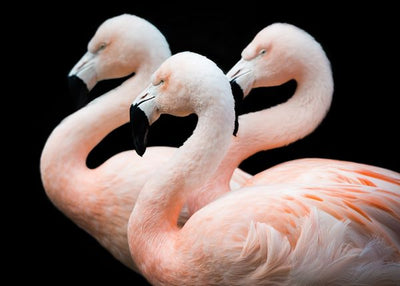 Flamingo tri na crnoj pozadini Default Title