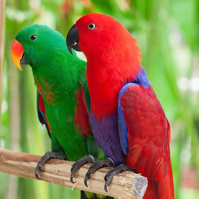 Papagaj crveni i zeleni Default Title