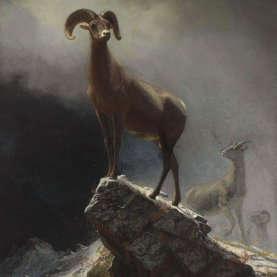 Albert Bierstadt, Rocky Mountain Sheep or Big Horn, Ovis, Montana Default Title