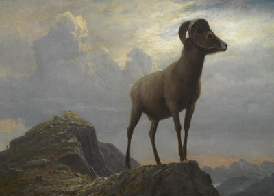 Albert Bierstadt, Study of a Bighorn Ram Default Title