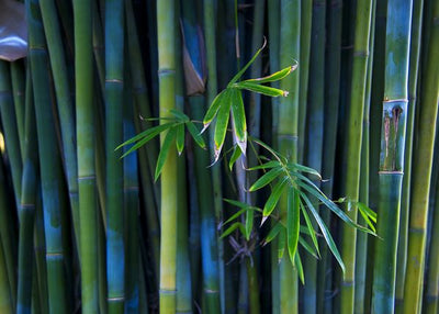 Bambus cvetanje Default Title