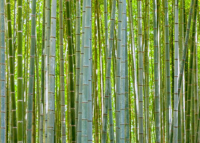 Bambus dosta stabla Default Title