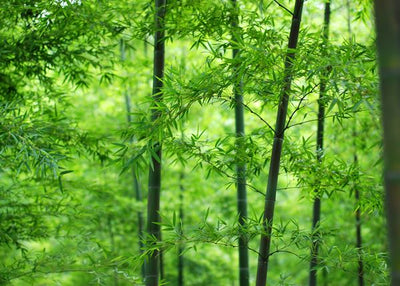 Bambus stabla u sumi Default Title