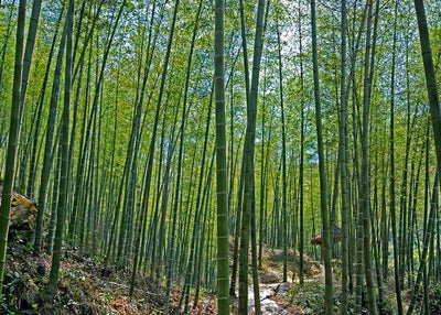 Bambus sumska stazica Default Title