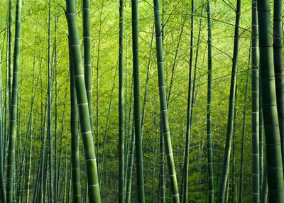 Bambus tanka stabla Default Title
