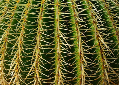 Kaktus bodljice Default Title