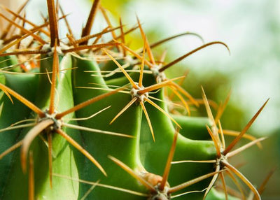 Kaktus braon bodlje Default Title