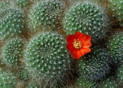 Kaktus i cvet Default Title