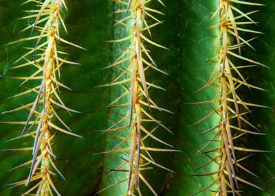 Kaktus igle male Default Title
